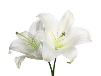 Photo of Beautiful fresh lily flowers isolated on white