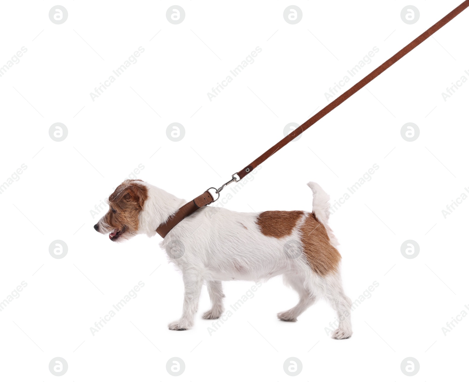 Photo of Cute dog walking on leash against white background