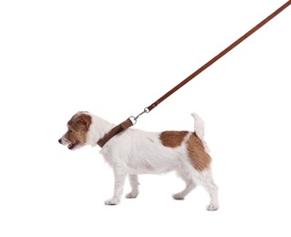 Photo of Cute dog walking on leash against white background