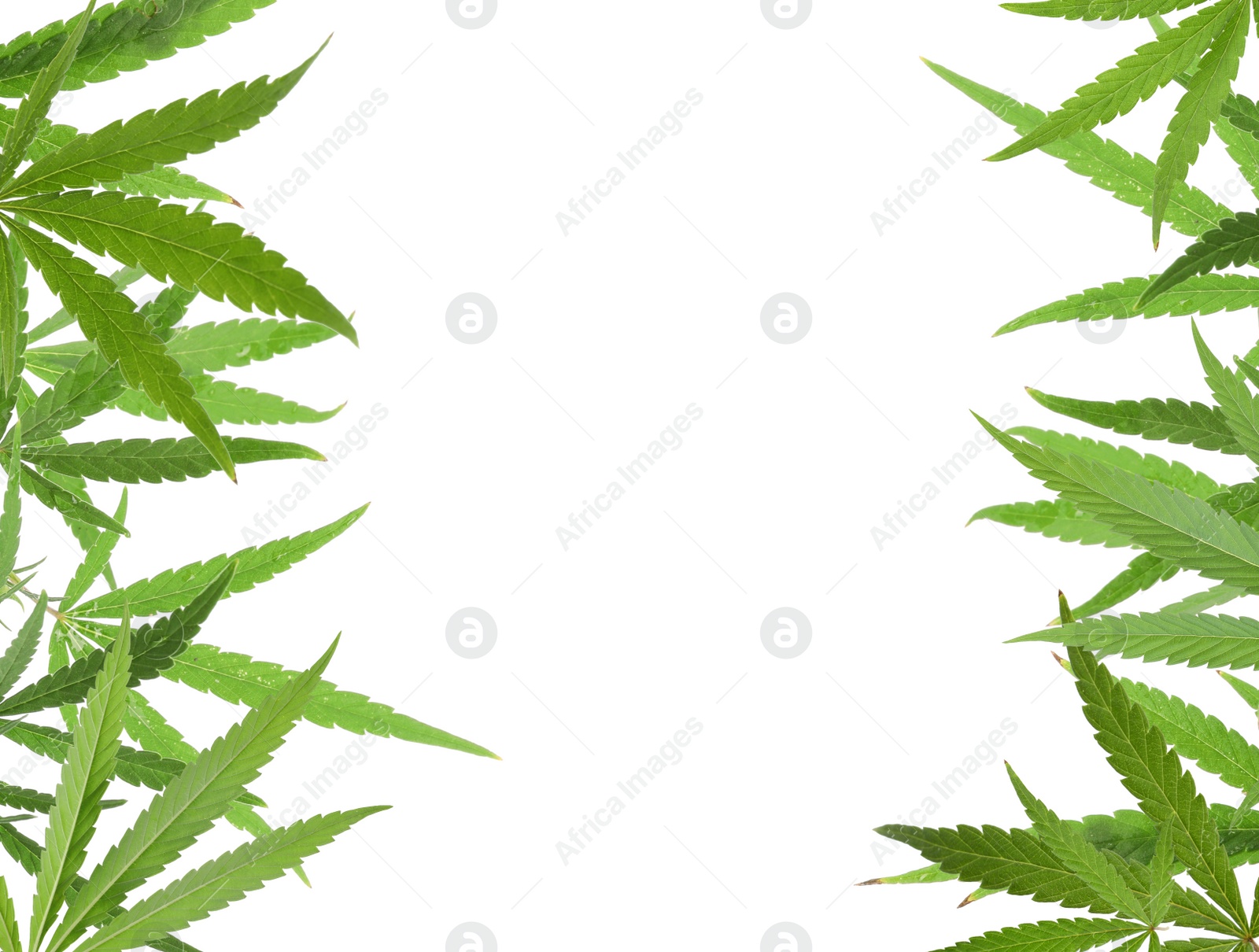 Image of Green leaves of hemp plant on white background
