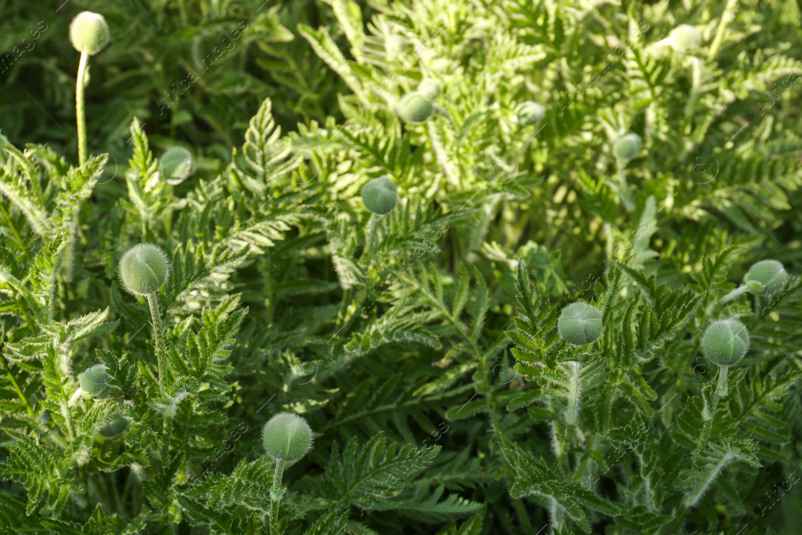 Photo of Beautiful poppy plants with flower buds outdoors, closeup view