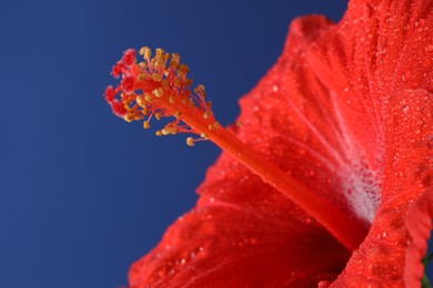 Photo of Beautiful red hibiscus flower with water drops on blue background, macro view