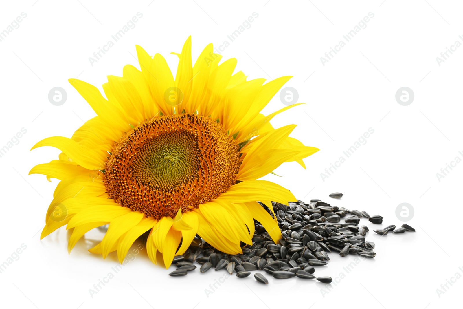 Photo of Beautiful sunflower and seeds on white background