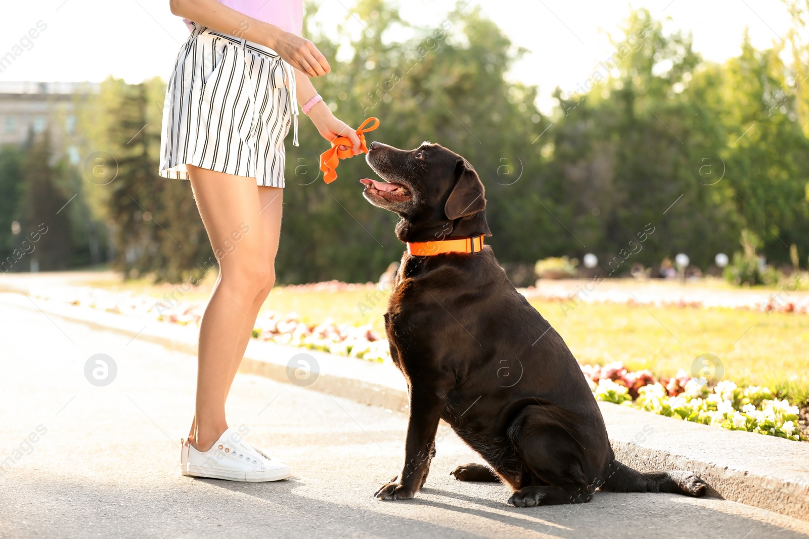 Photo of Cute brown labrador retriever with owner outdoors
