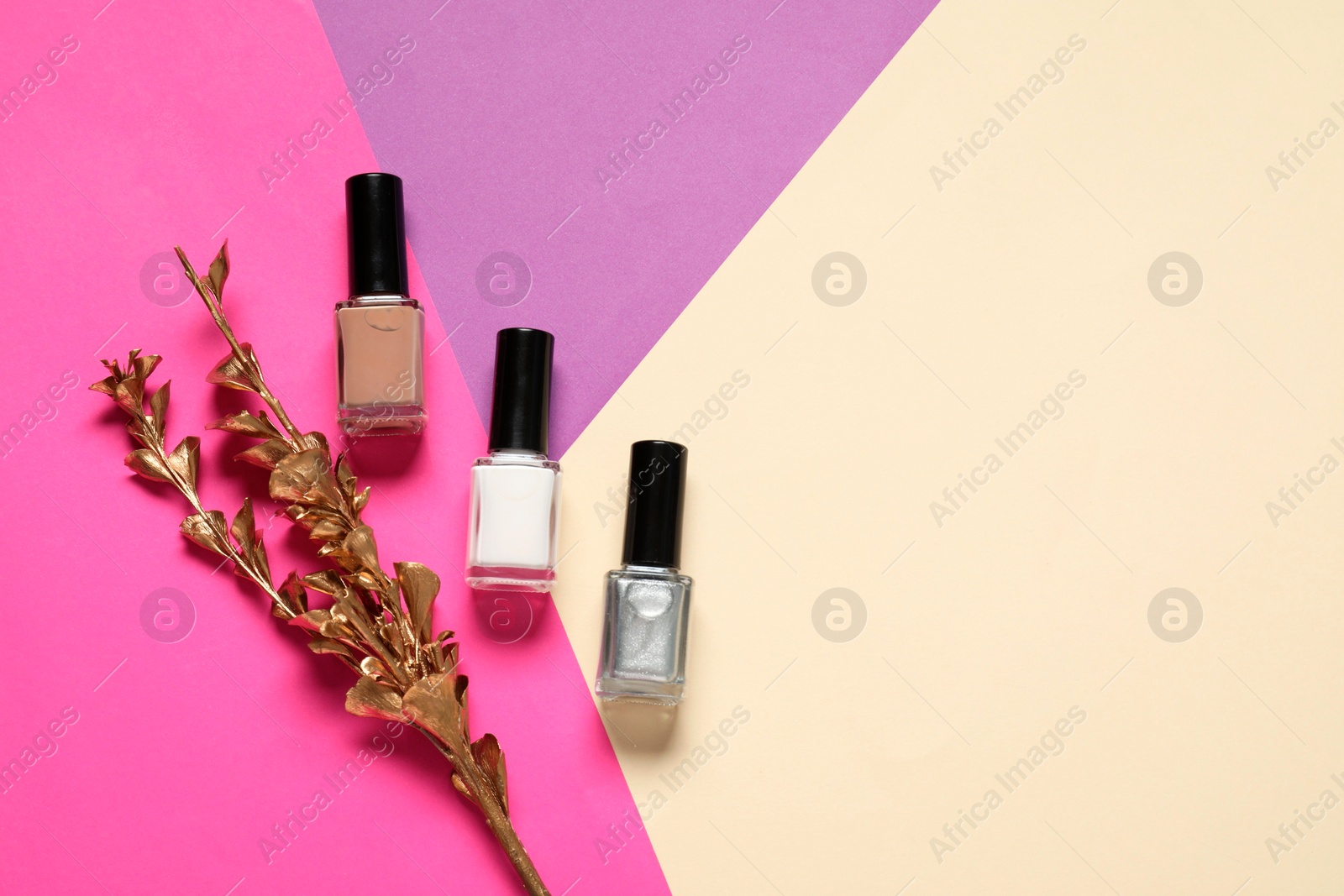 Photo of Nail polishes and golden branch on color background, flat lay. Space for text