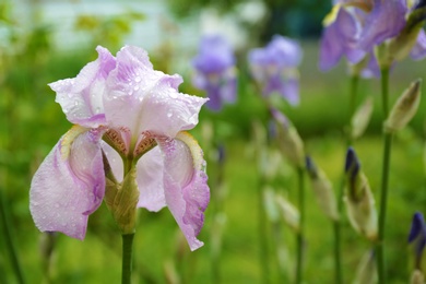 Photo of Beautiful iris flower with rain drops in garden, closeup view