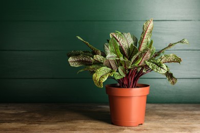 Photo of Sorrel plant in pot on wooden table. Space for text