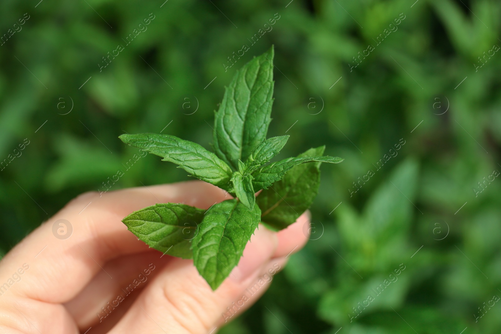 Photo of Woman holding fresh green mint outdoors, closeup