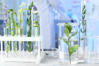 Test tubes and other laboratory glassware with different plants on table indoors