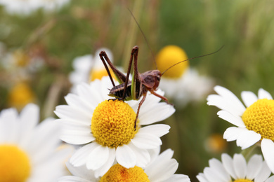 Photo of Grasshopper  sitting on beautiful chamomile flower outdoors, closeup