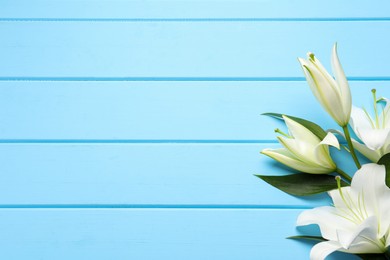 Photo of Beautiful white lily flowers on light blue wooden table, flat lay. Space for text