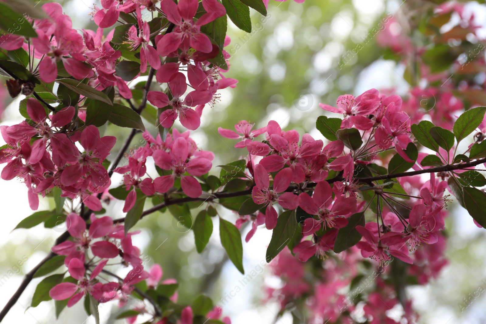 Photo of Beautiful cherry tree with pink blossoms outdoors, closeup. Spring season