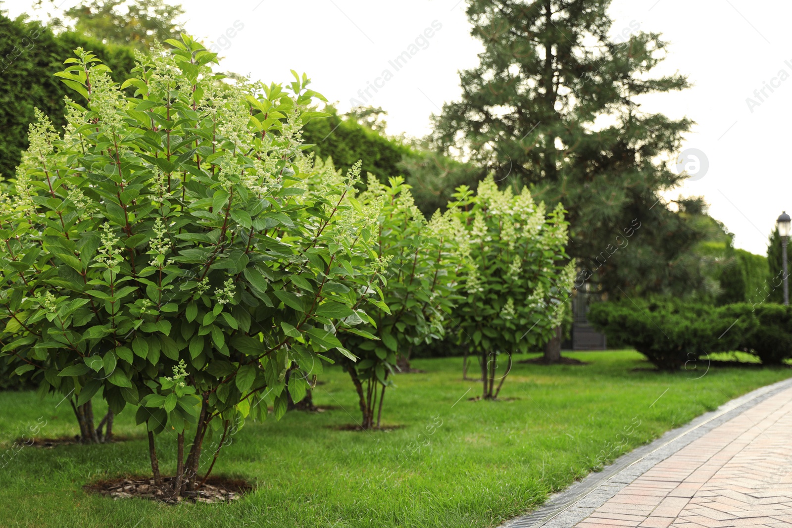 Photo of Picturesque landscape with brick path on sunny day. Gardening idea