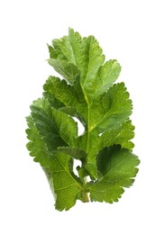 Photo of Fresh green parsnip leaf isolated on white