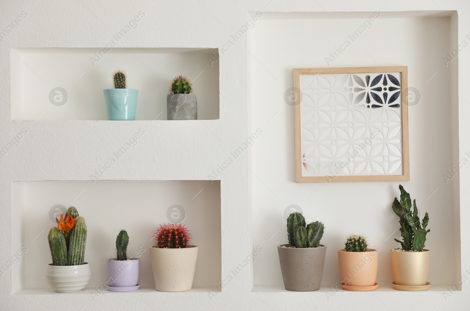 Photo of Beautiful different cacti as decoration in niches