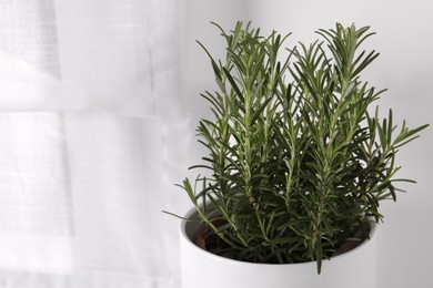 Aromatic green rosemary in pot on white background, closeup. Space for text