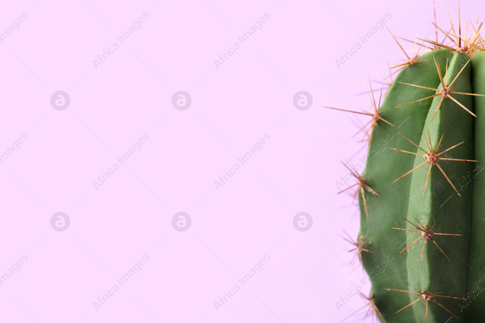 Photo of Beautiful green cactus on violet background, closeup with space for text. Tropical plant