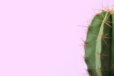Photo of Beautiful green cactus on violet background, closeup with space for text. Tropical plant