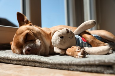 Photo of Cute small chihuahua dog sleeping with toy on window sill indoors