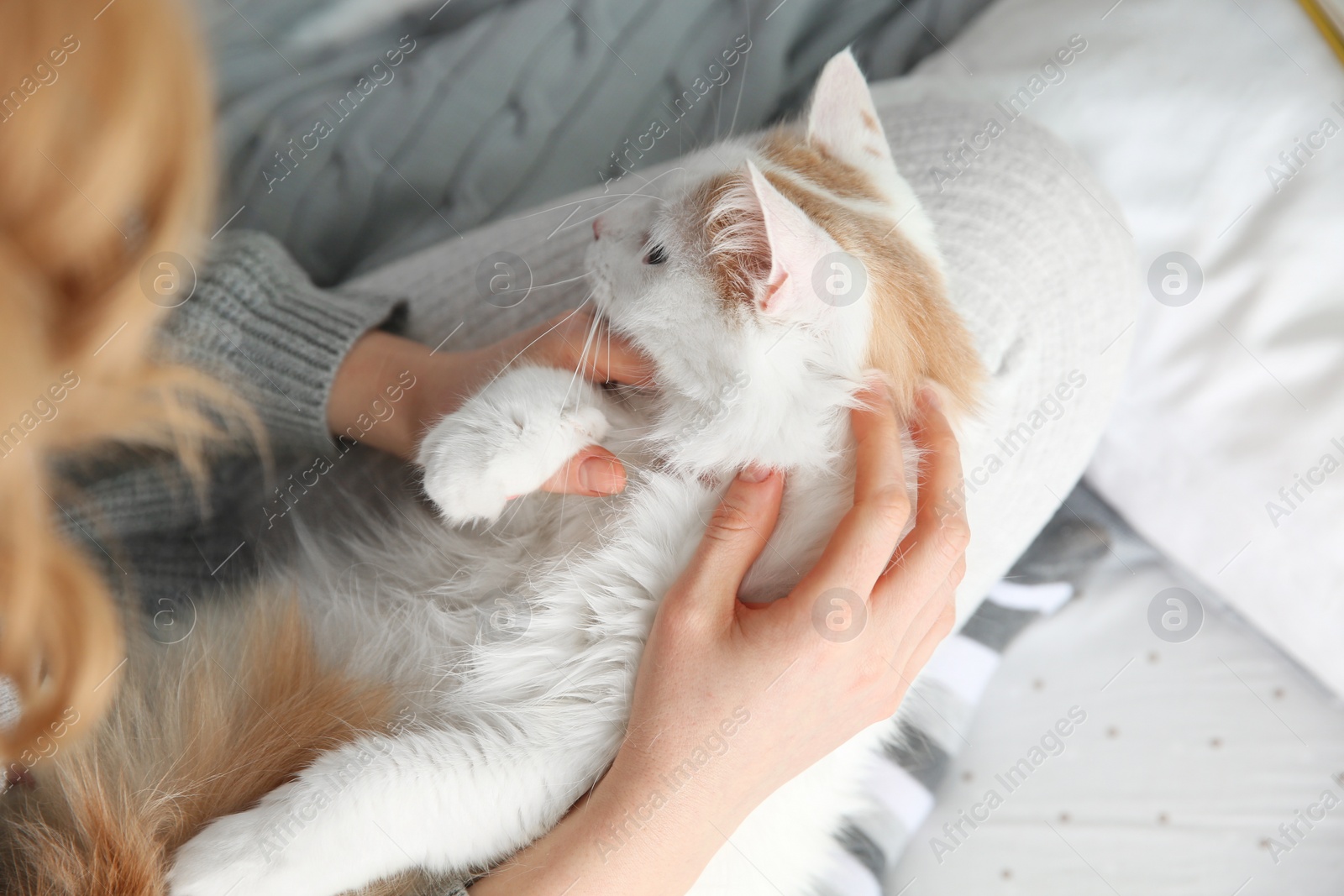 Photo of Woman with cute fluffy cat on bed, closeup