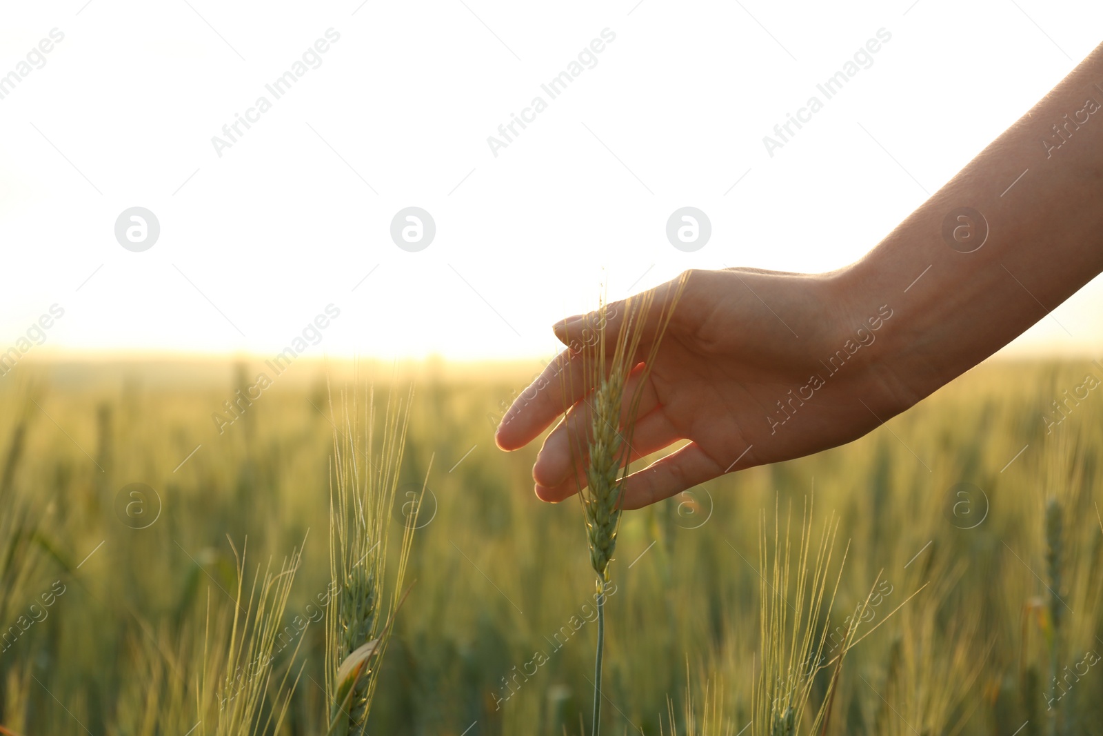 Photo of Woman in wheat field at sunset, closeup. Amazing summer nature