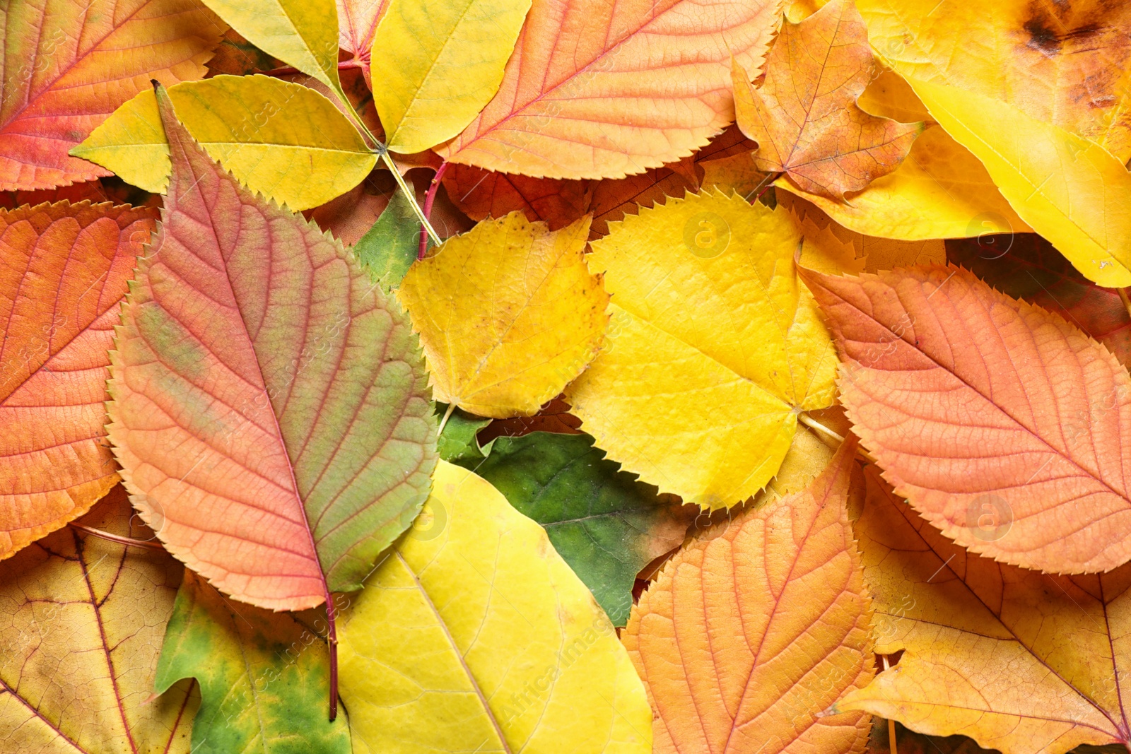 Photo of Pile of autumn leaves as background, top view