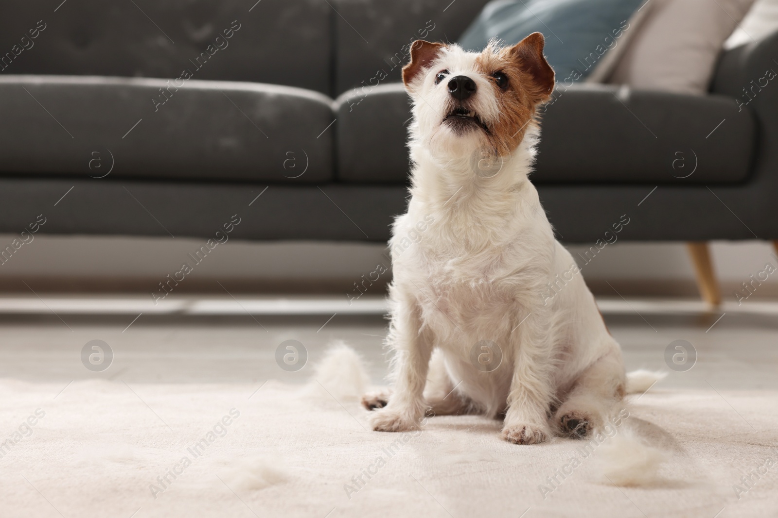 Photo of Cute dog sitting on carpet with pet hair at home. Space for text