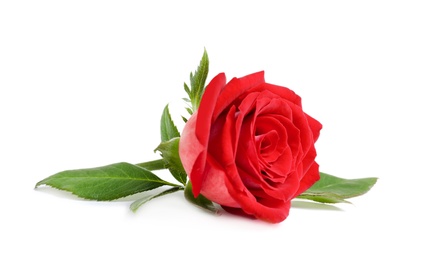Photo of Beautiful red rose flower on white background