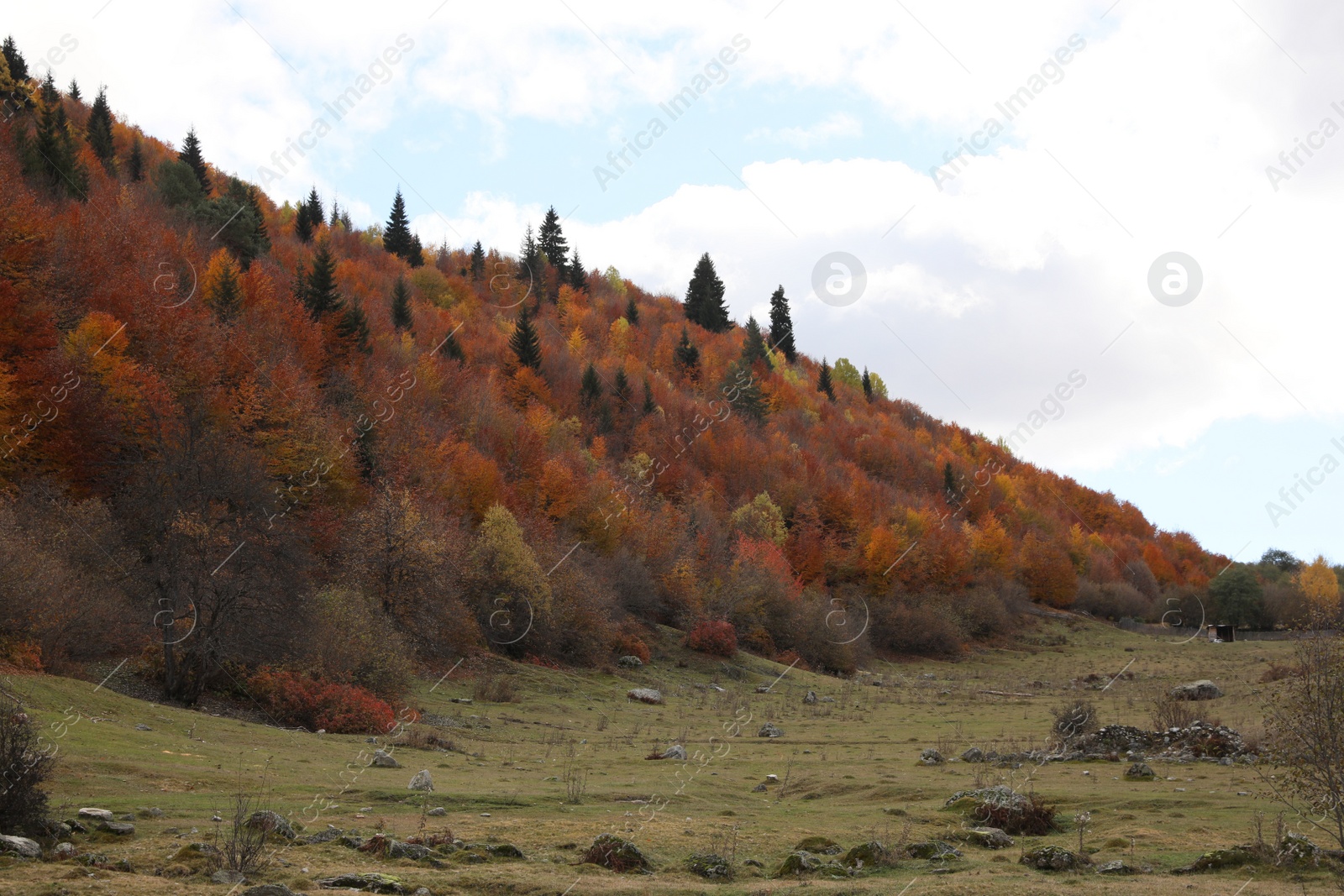 Photo of Picturesque view of mountain landscape with forest and meadow on autumn day