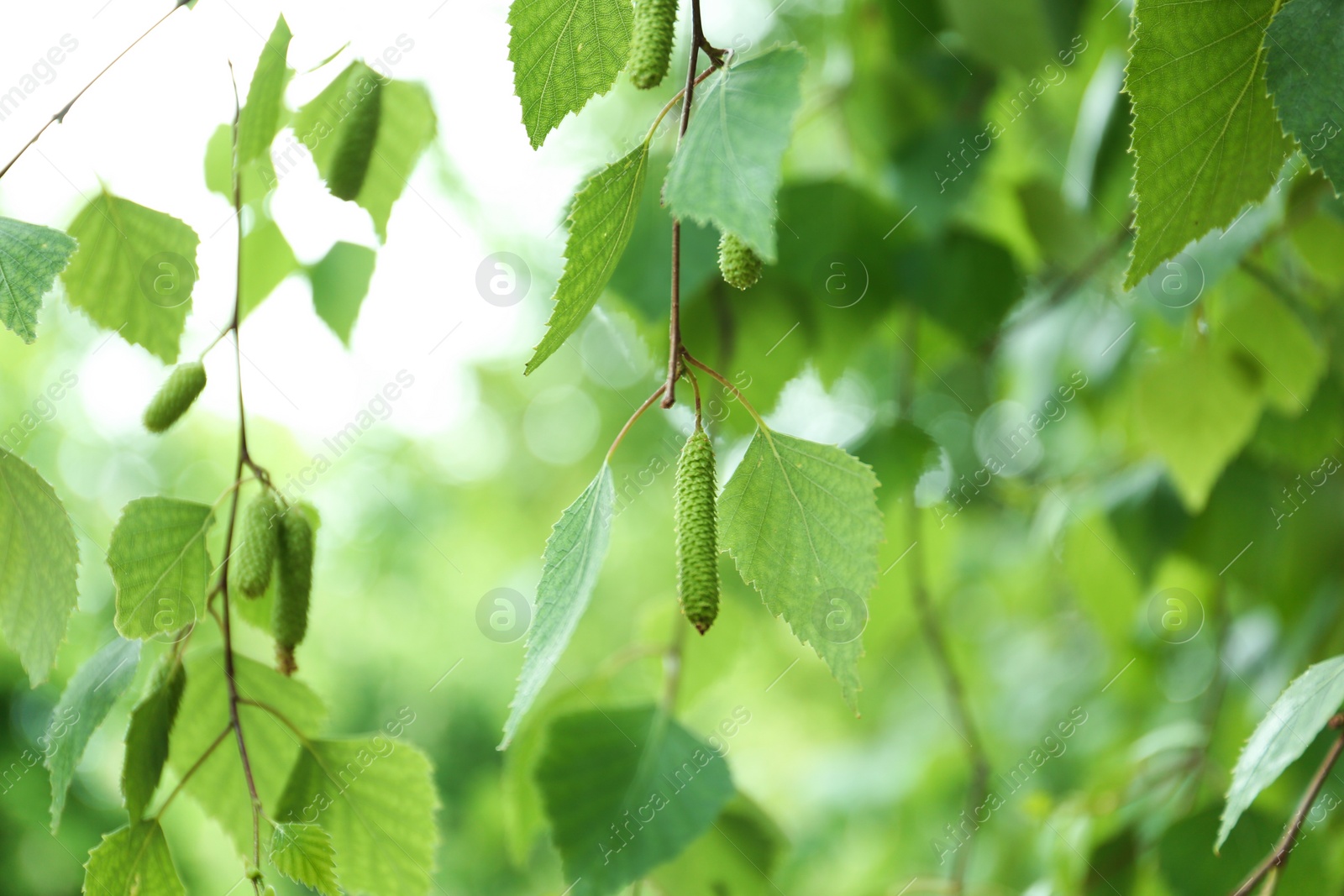 Photo of Closeup view of birch with fresh young leaves and green catkins outdoors on spring day