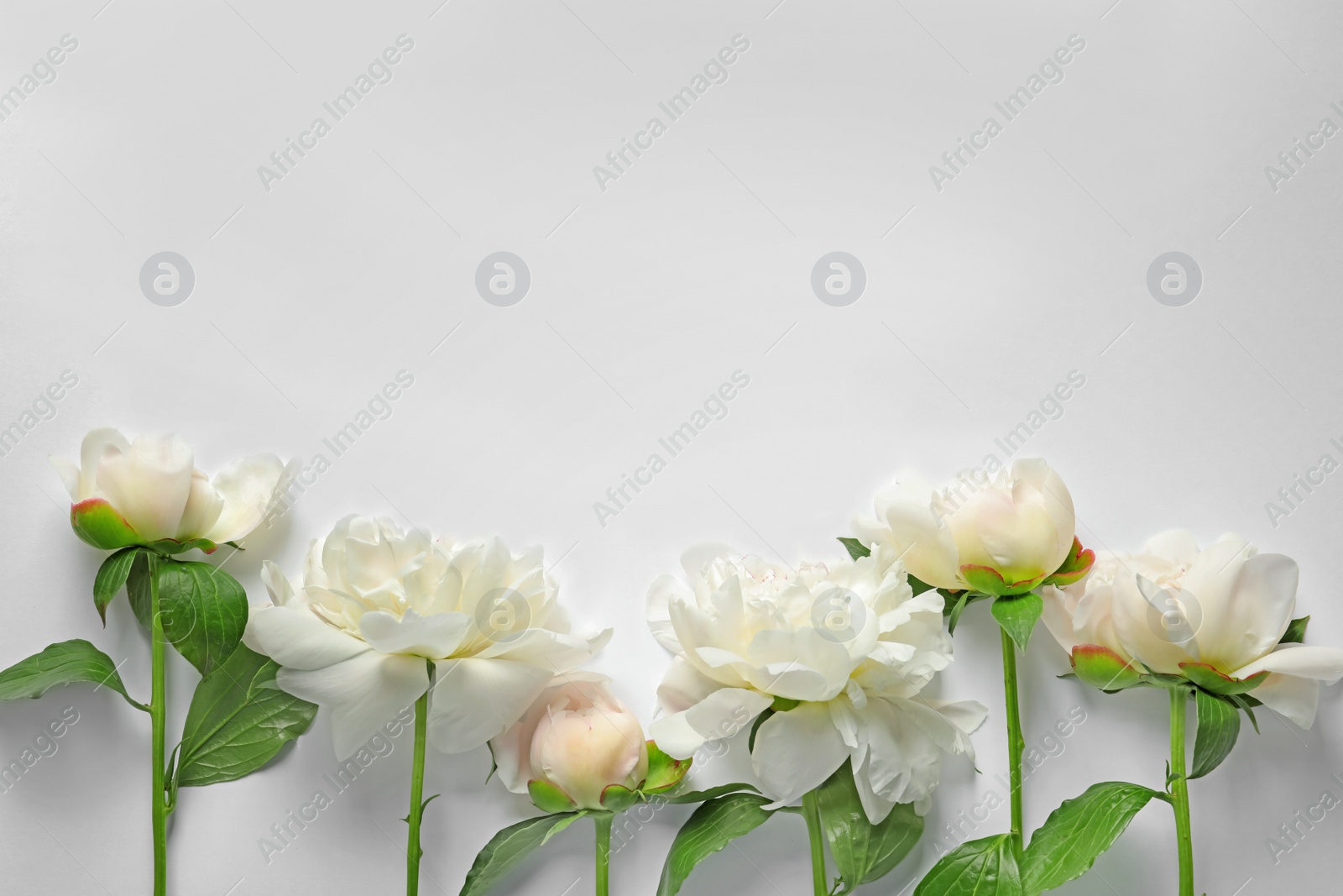 Photo of Beautiful blooming peony flowers on white background, top view