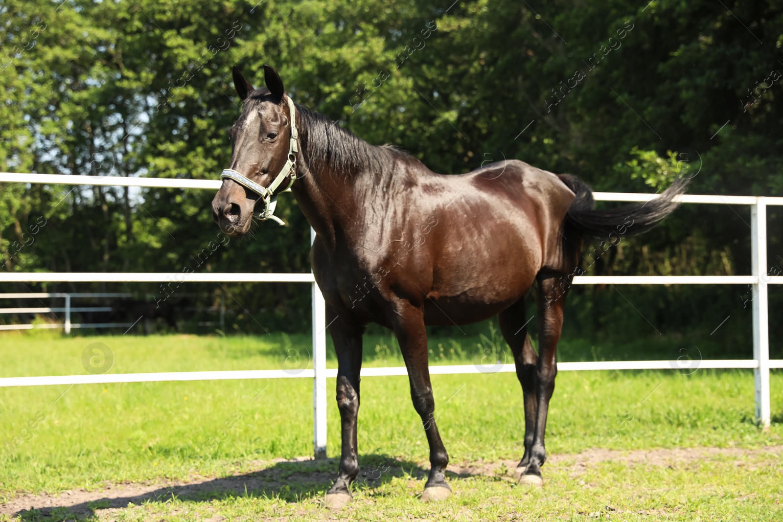 Photo of Dark bay horse in paddock on sunny day. Beautiful pet