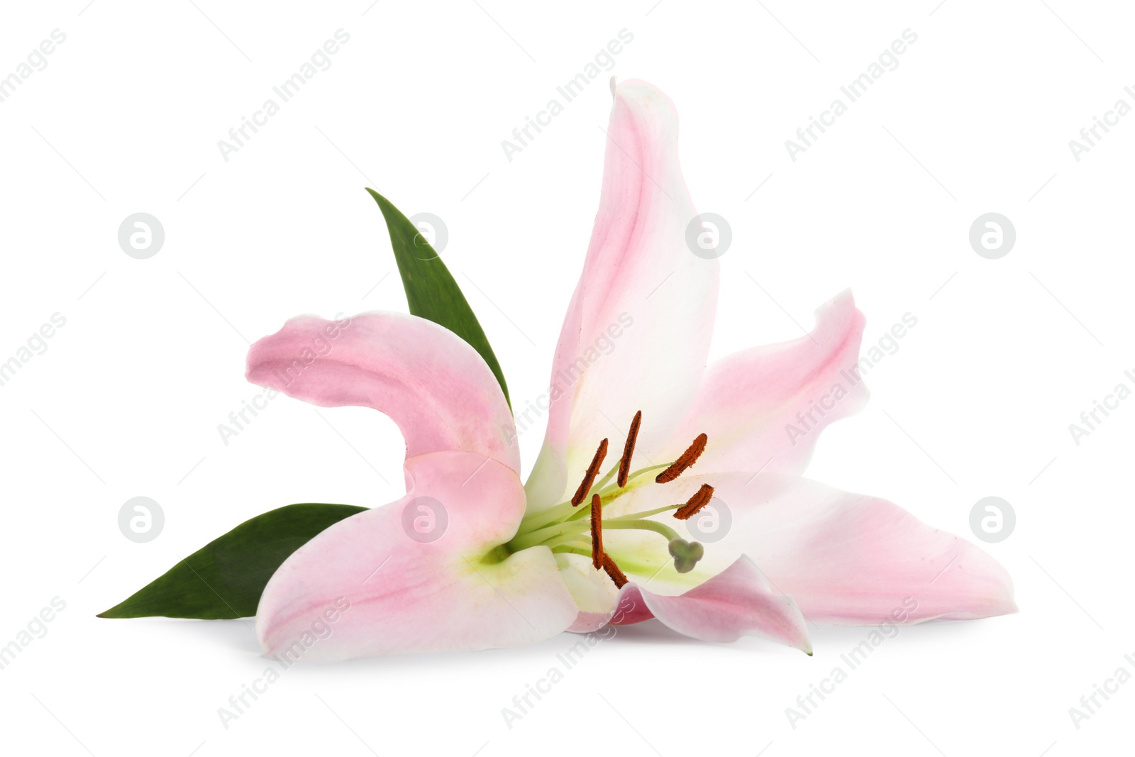 Photo of Beautiful pink lily flower isolated on white