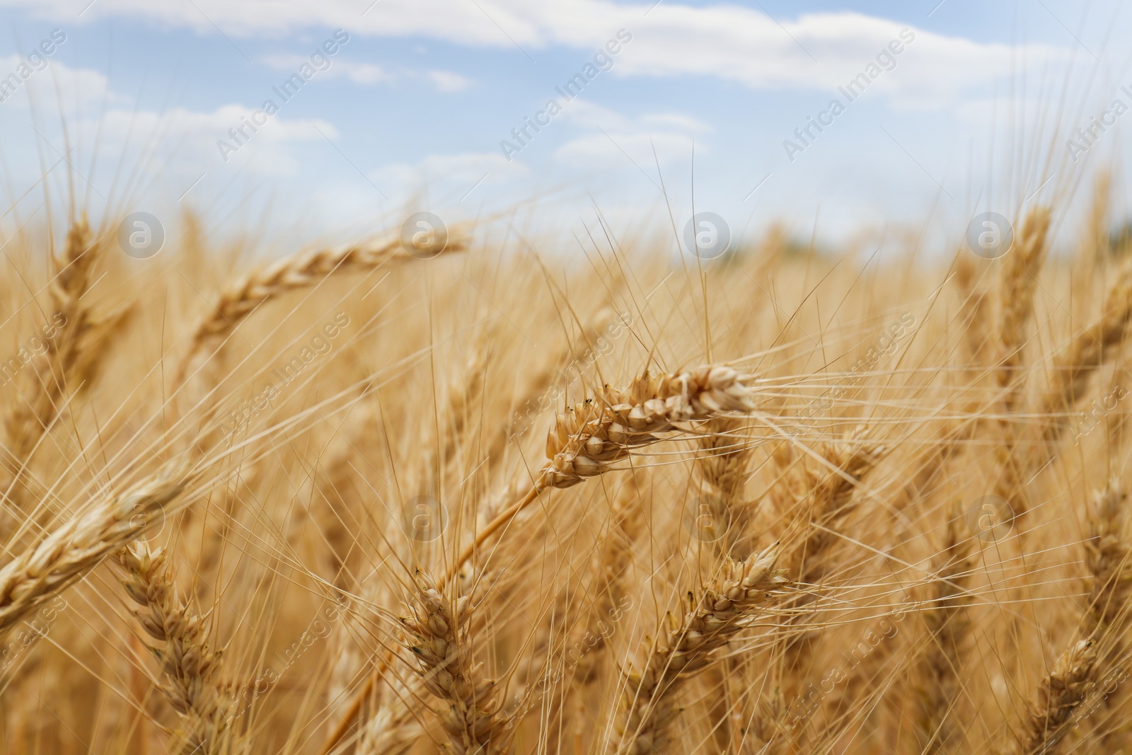 Photo of Beautiful ripe wheat spikes in agricultural field