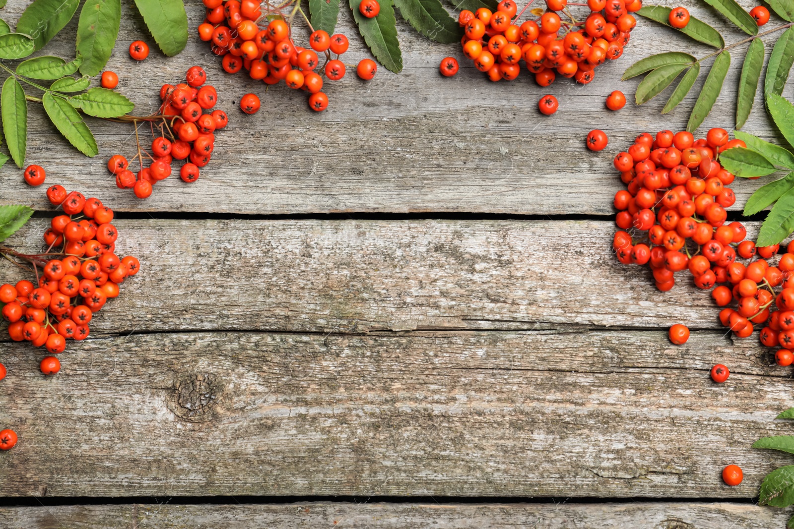 Photo of Fresh ripe rowan berries and green leaves on wooden table, flat lay. Space for text