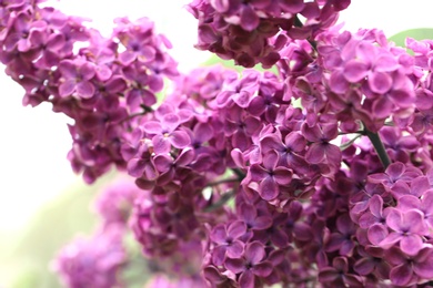 Photo of Beautiful blossoming lilac flowers on blurred background, closeup. Space for text