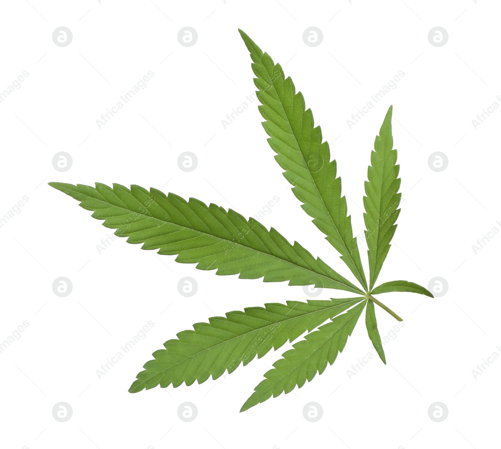 Photo of Lush green hemp leaf isolated on white