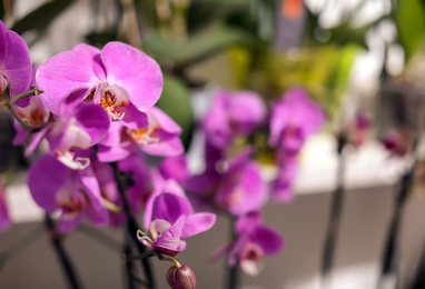Photo of Beautiful purple orchid on blurred background