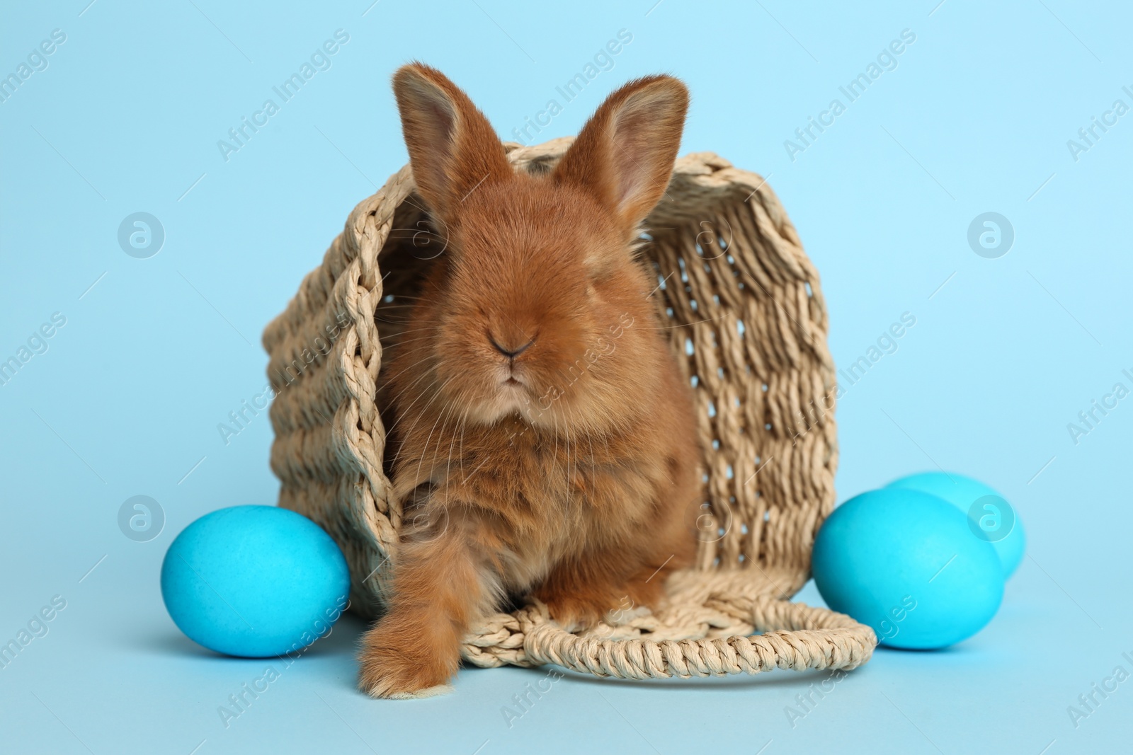 Photo of Adorable fluffy bunny in wicker basket and Easter eggs on light blue background