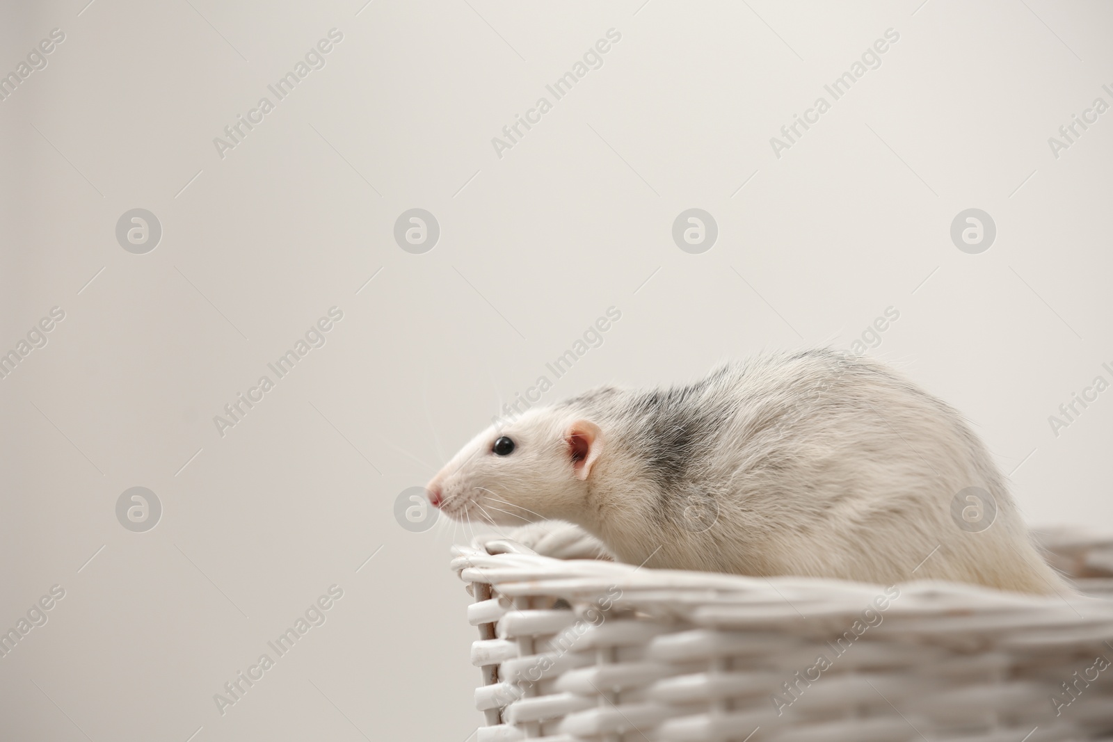 Photo of Cute small rat in basket against light background