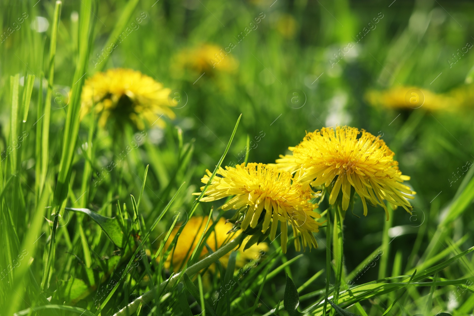 Photo of Beautiful bright yellow dandelions in green grass on sunny day, closeup