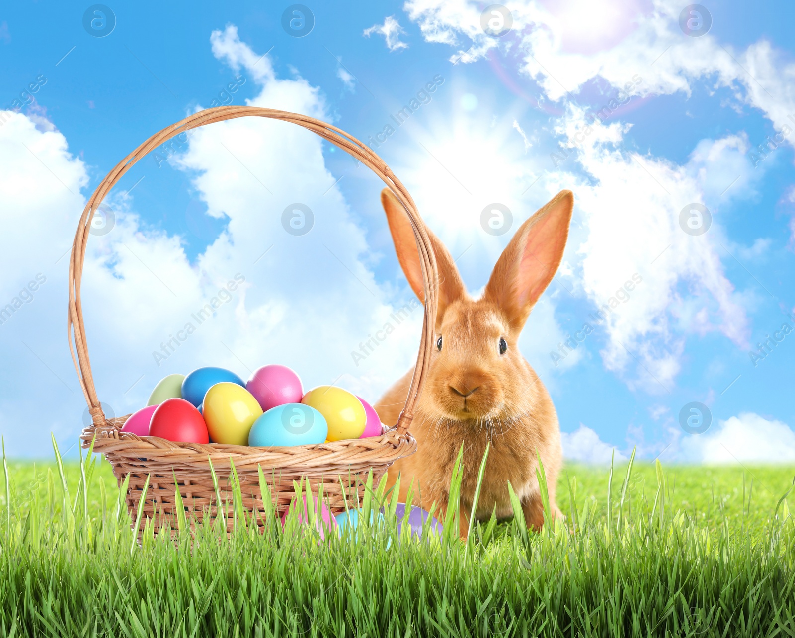 Image of Cute bunny and wicker basket with colorful Easter eggs on green grass outdoors