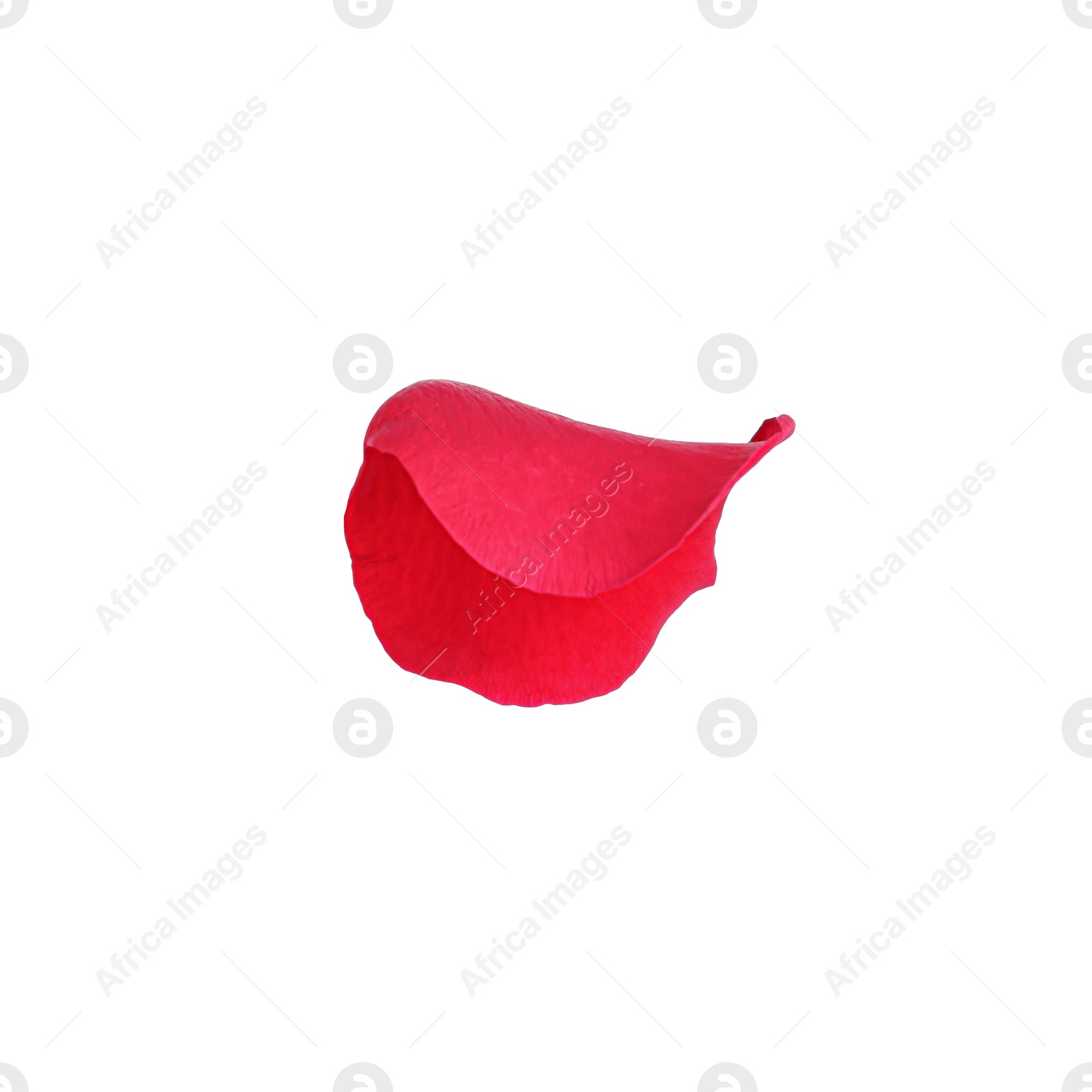 Photo of Tender red rose petal isolated on white