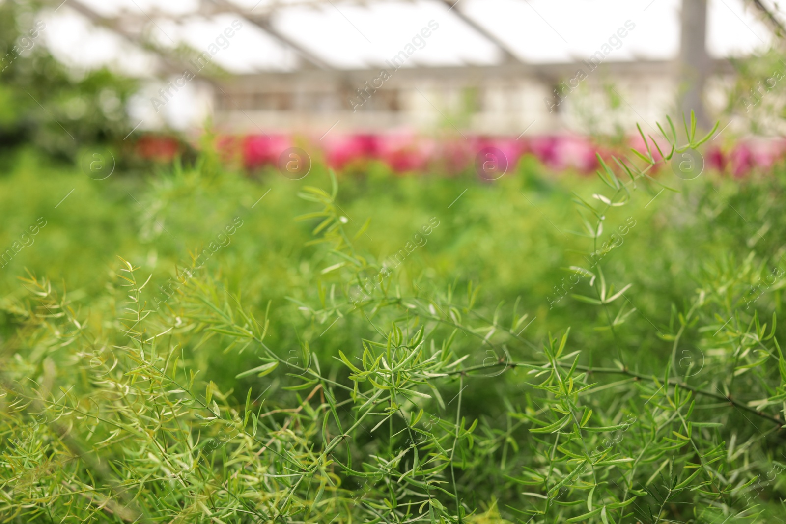 Photo of Fresh tropical plant in greenhouse, closeup. Home gardening