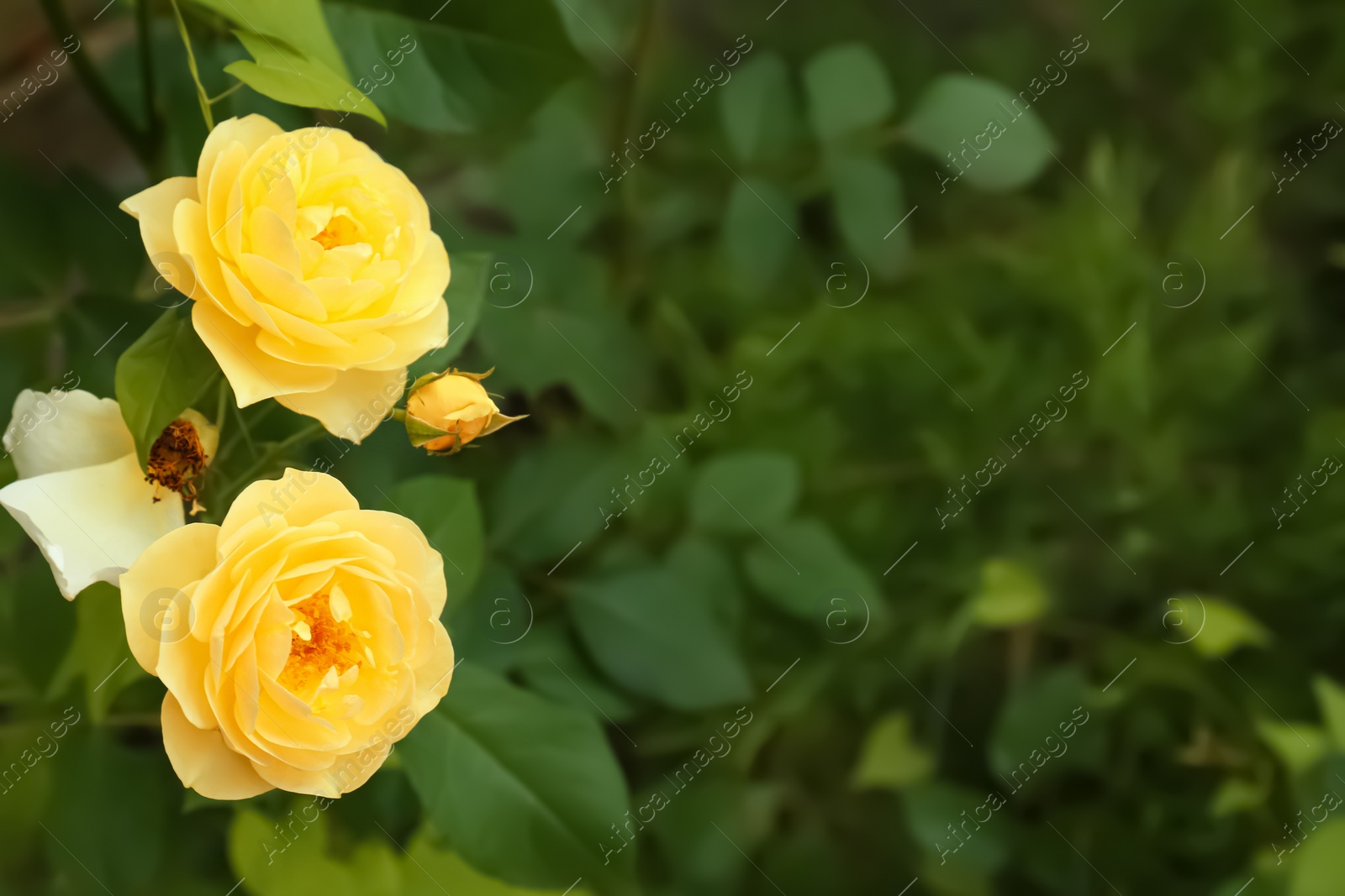 Photo of Beautiful blooming yellow roses in green garden on summer day. Space for text