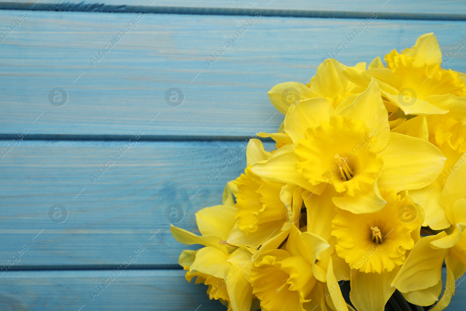 Photo of Beautiful daffodil bouquet on blue wooden table, closeup. Space for text