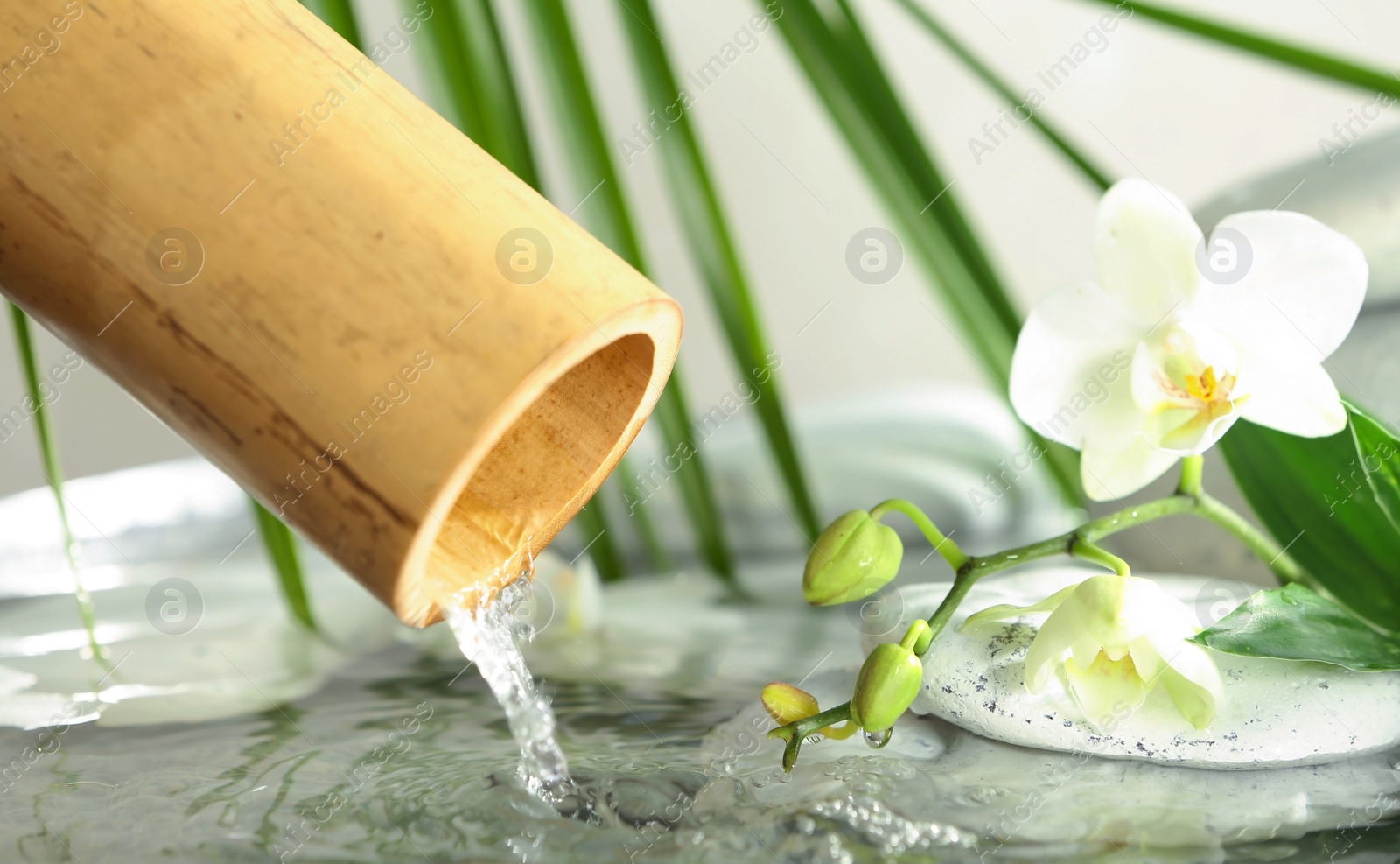 Photo of Traditional bamboo fountain with spa stones and orchid, closeup