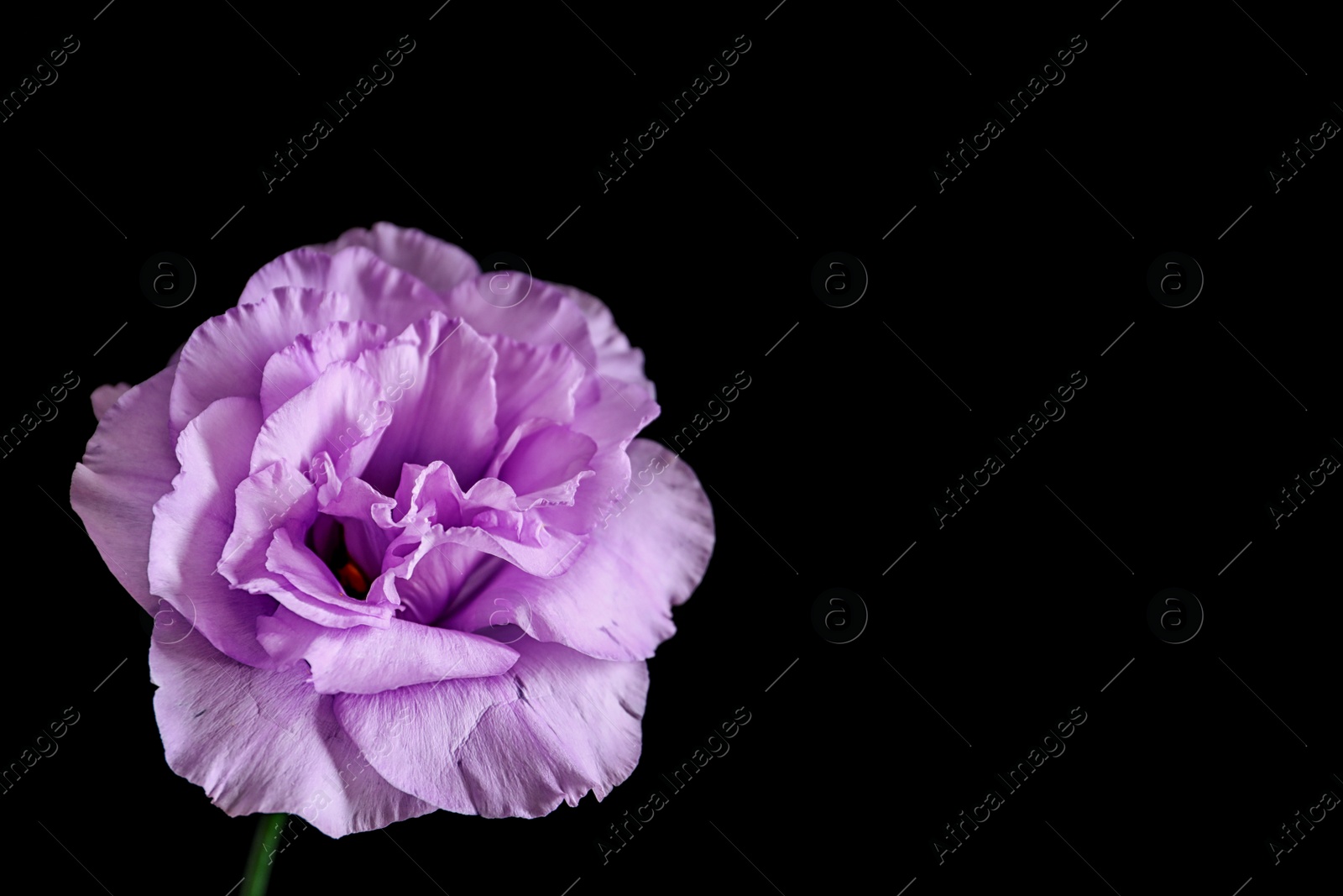 Photo of Beautiful Eustoma flower on dark background