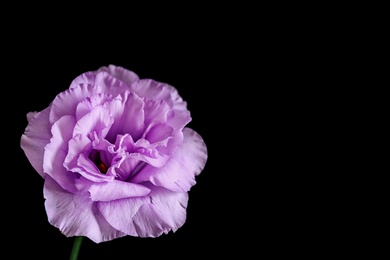 Photo of Beautiful Eustoma flower on dark background