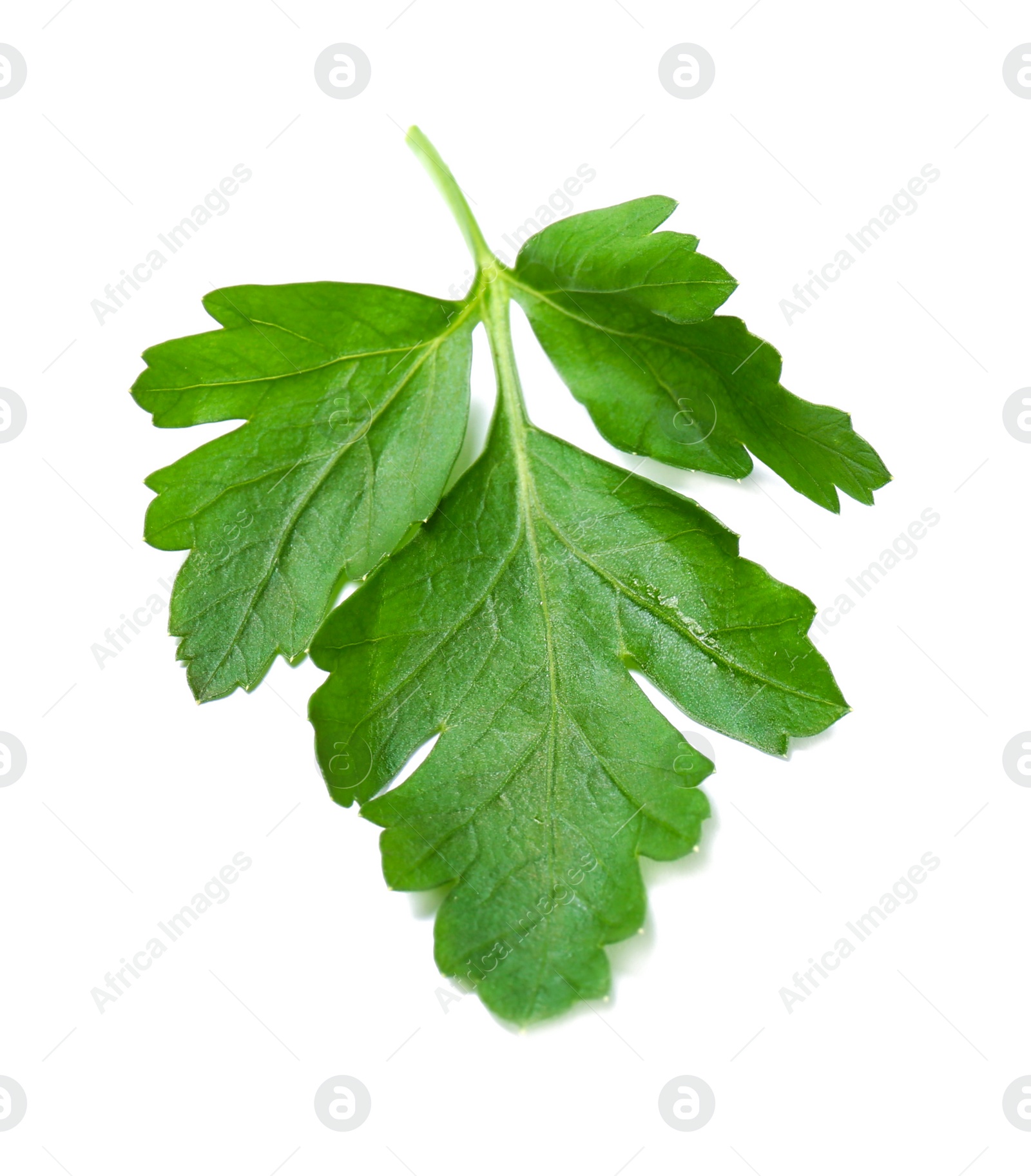 Photo of Fresh green organic parsley on white background